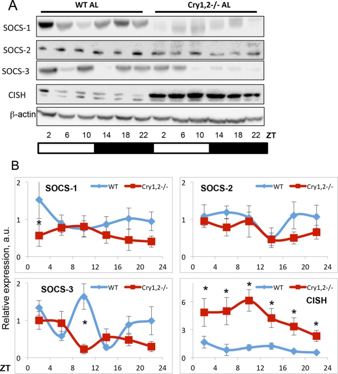 FIGURE 5: