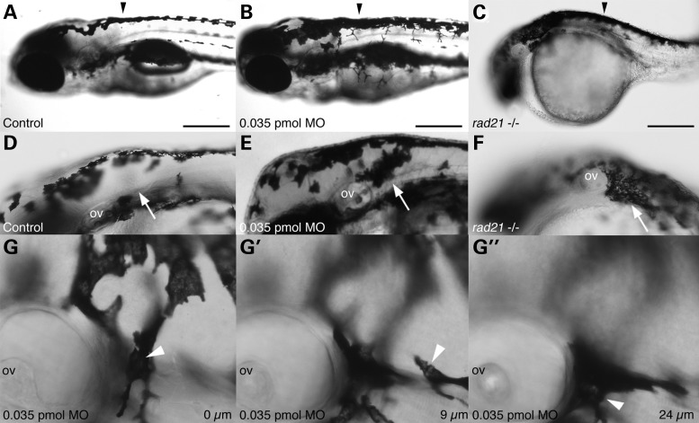 Figure 5.