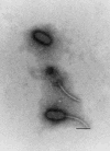 FIG. 2.
