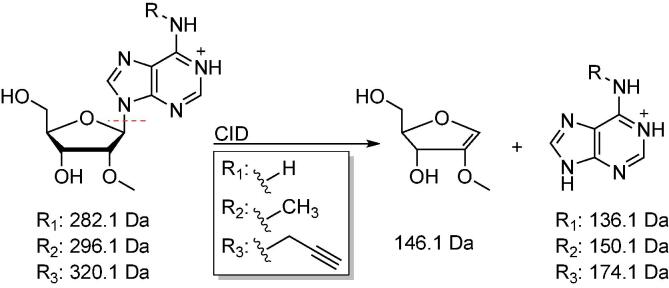 Scheme 3