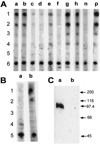 FIG. 8