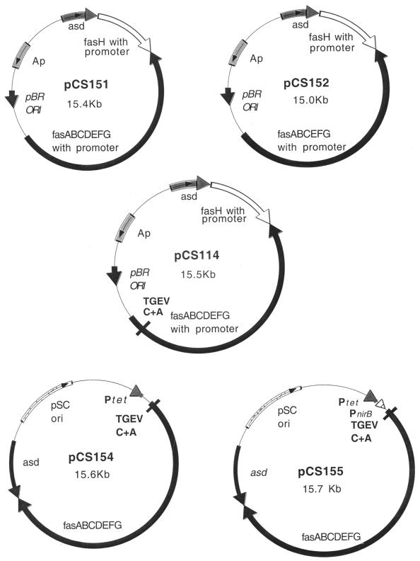 FIG. 1