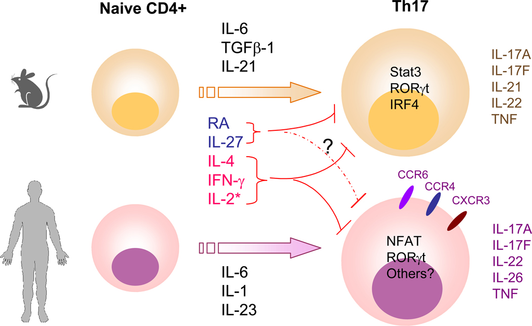 Divergence and similarity of mouse and human Th17 differentiation.