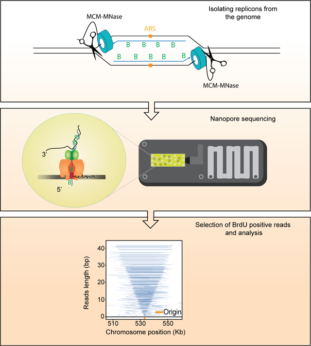 graphic file with name nihms-1786144-f0001.jpg