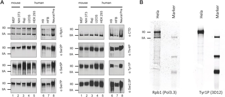 Figure 1—figure supplement 1.