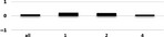 graphic file with name JCPP-62-1140-g007.jpg