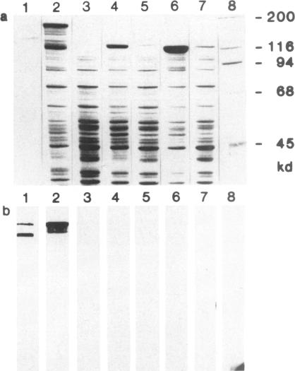 Fig.5.