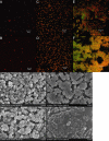 FIG. 3.