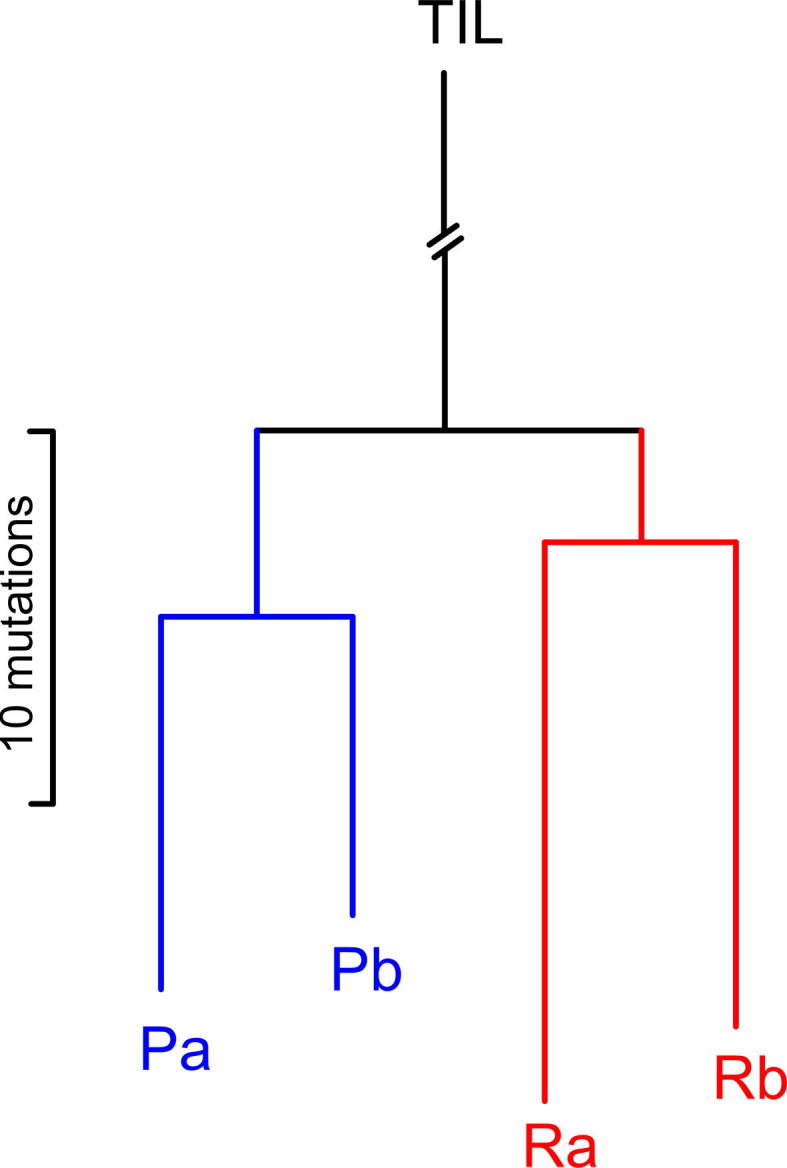 Supplementary Figure S3