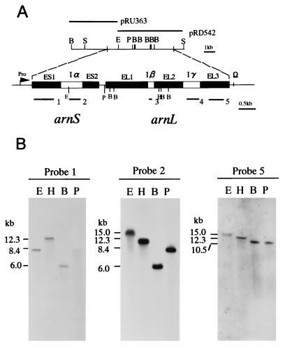 FIG. 1