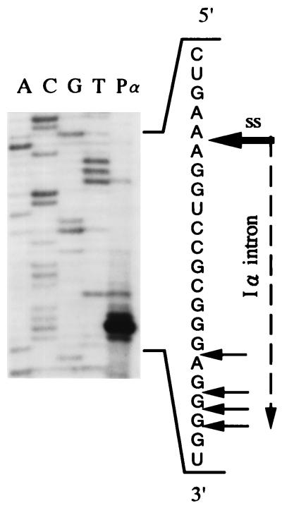 FIG. 5