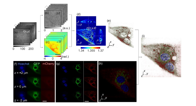 Fig. 2