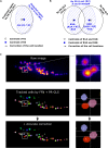Figure 2—figure supplement 4.