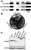 FIG. 1