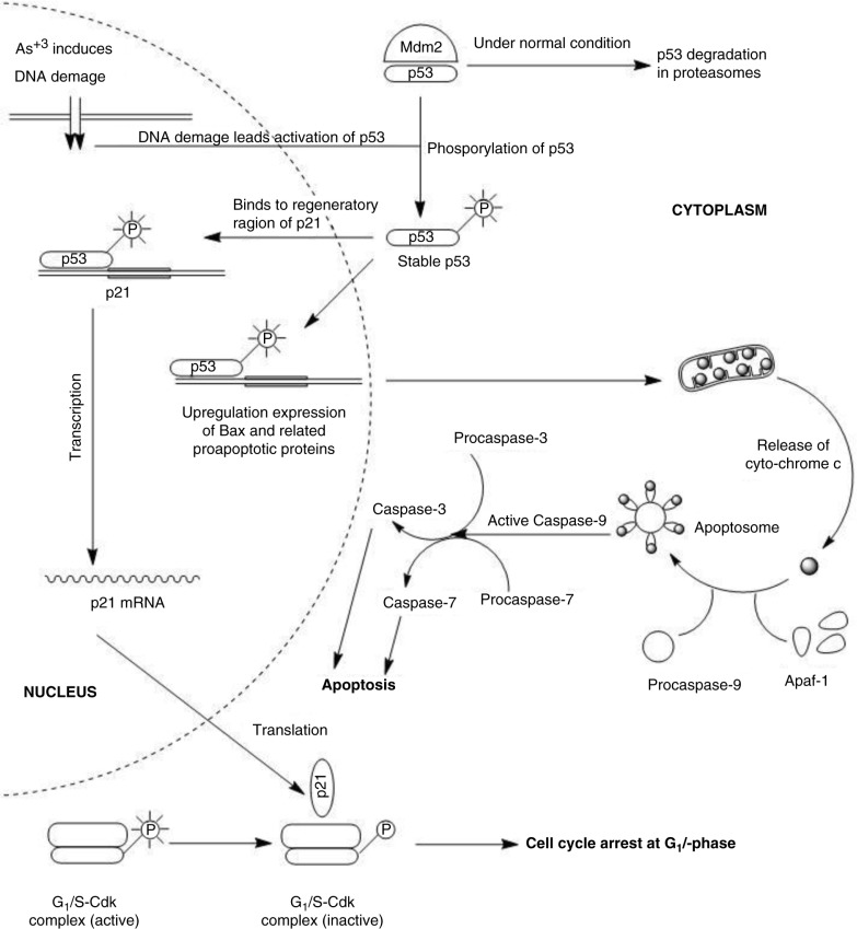 Fig. 7