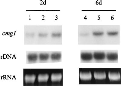 FIG. 4