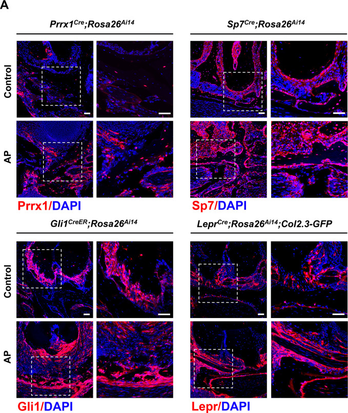 Figure 5—figure supplement 1.