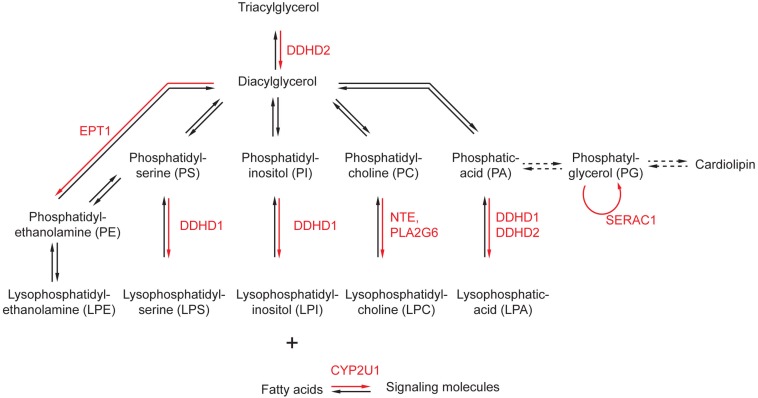 FIGURE 1