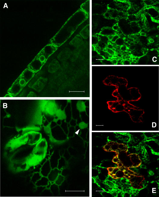 Figure 4.