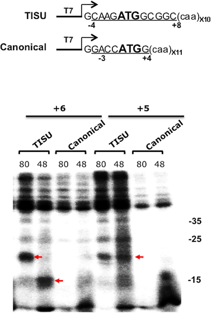 FIG 3