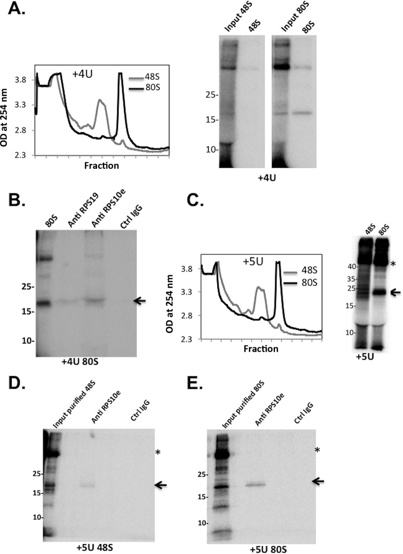 FIG 5