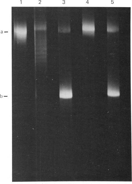 graphic file with name pnas00669-0247-a.jpg