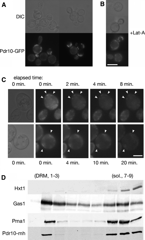 Fig. 1