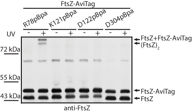 Figure 4—figure supplement 2.