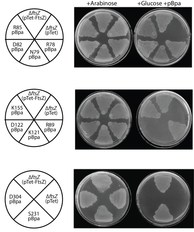 Figure 4—figure supplement 1.