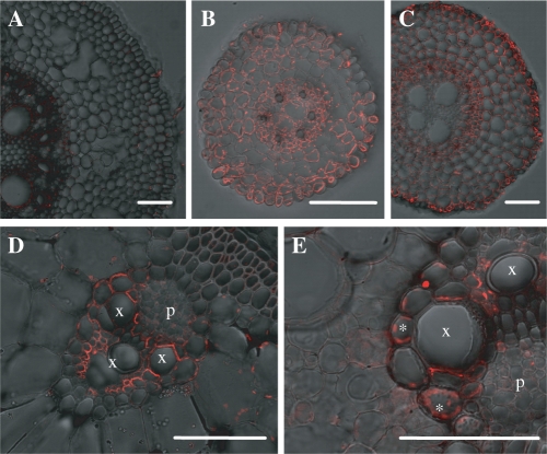 Fig. 8