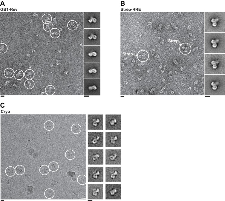 Figure 3—figure supplement 2.