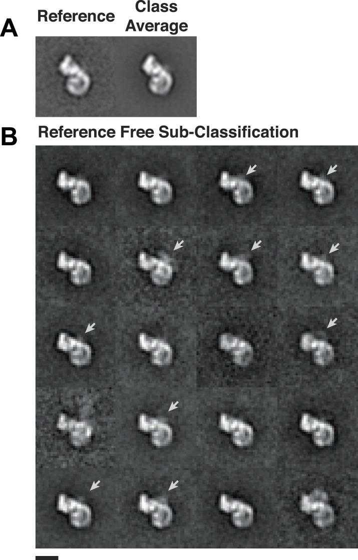 Figure 3—figure supplement 1.