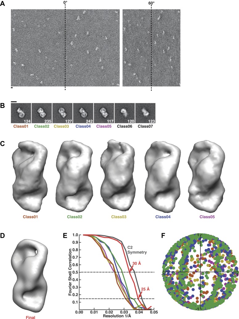 Figure 2—figure supplement 1.