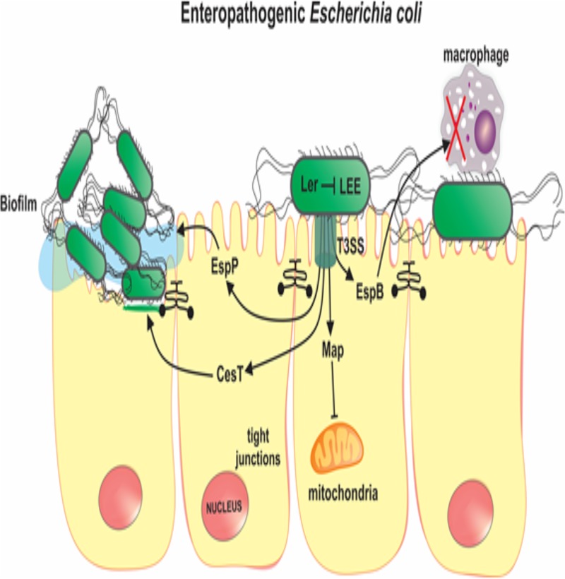 FIG 3