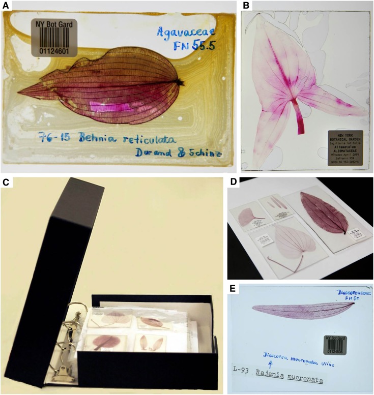 Fig. 1.