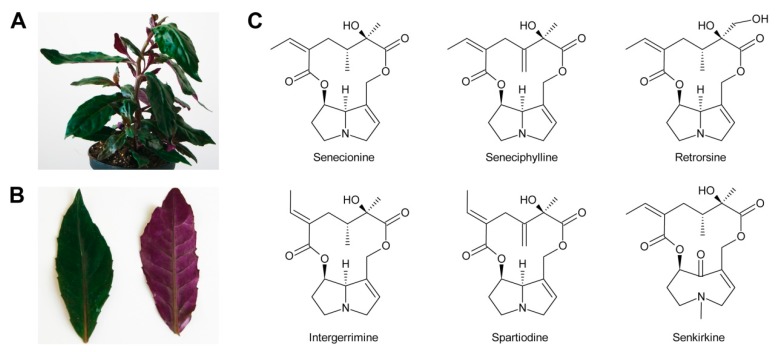 Figure 19