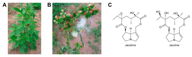 Figure 18