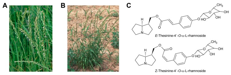 Figure 20