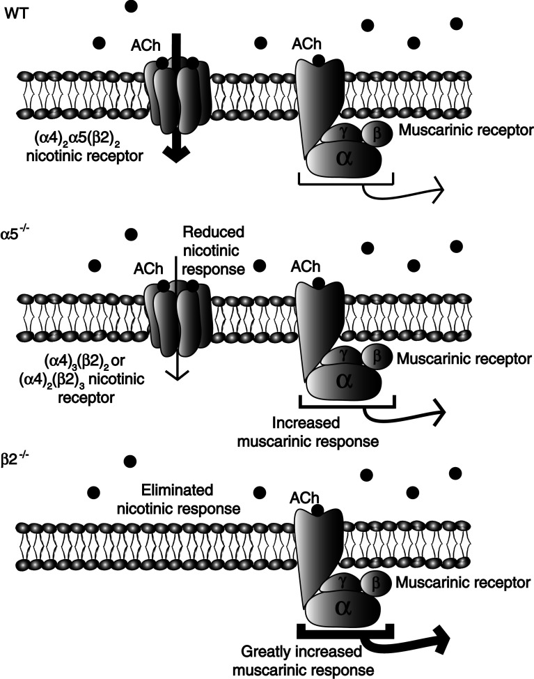 Fig. 5