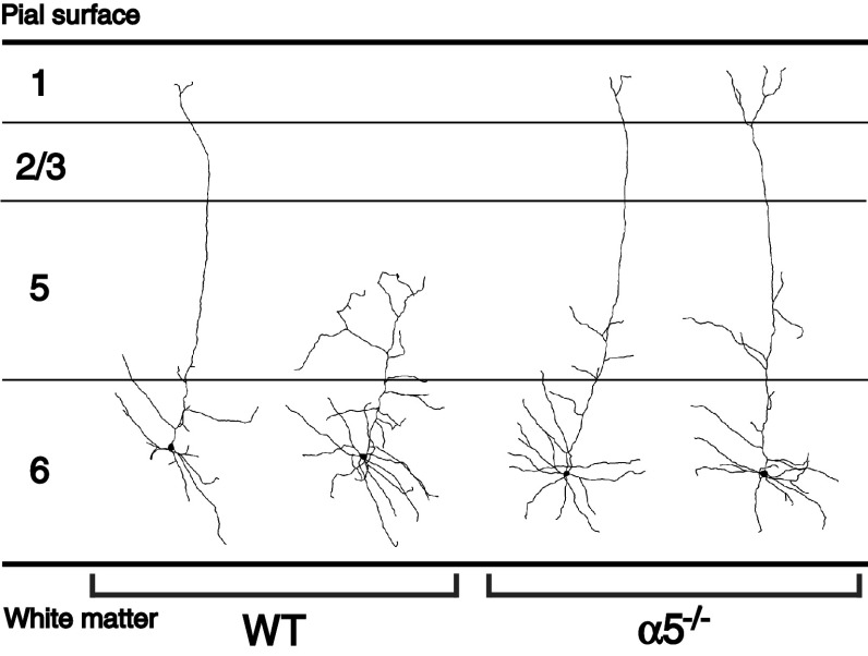 Fig. 6