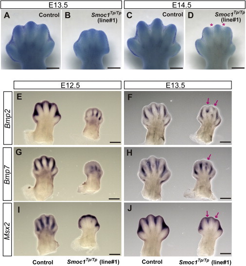 Figure 5