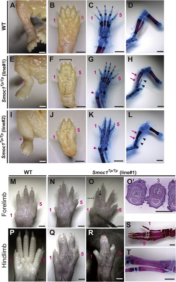 Figure 4