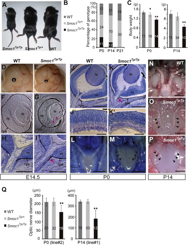 Figure 3