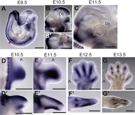 Figure 2