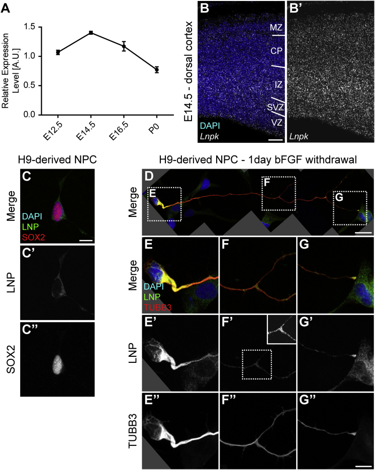 Figure 2