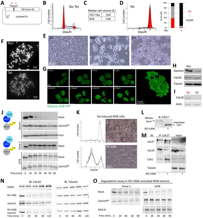 FIGURE 3: