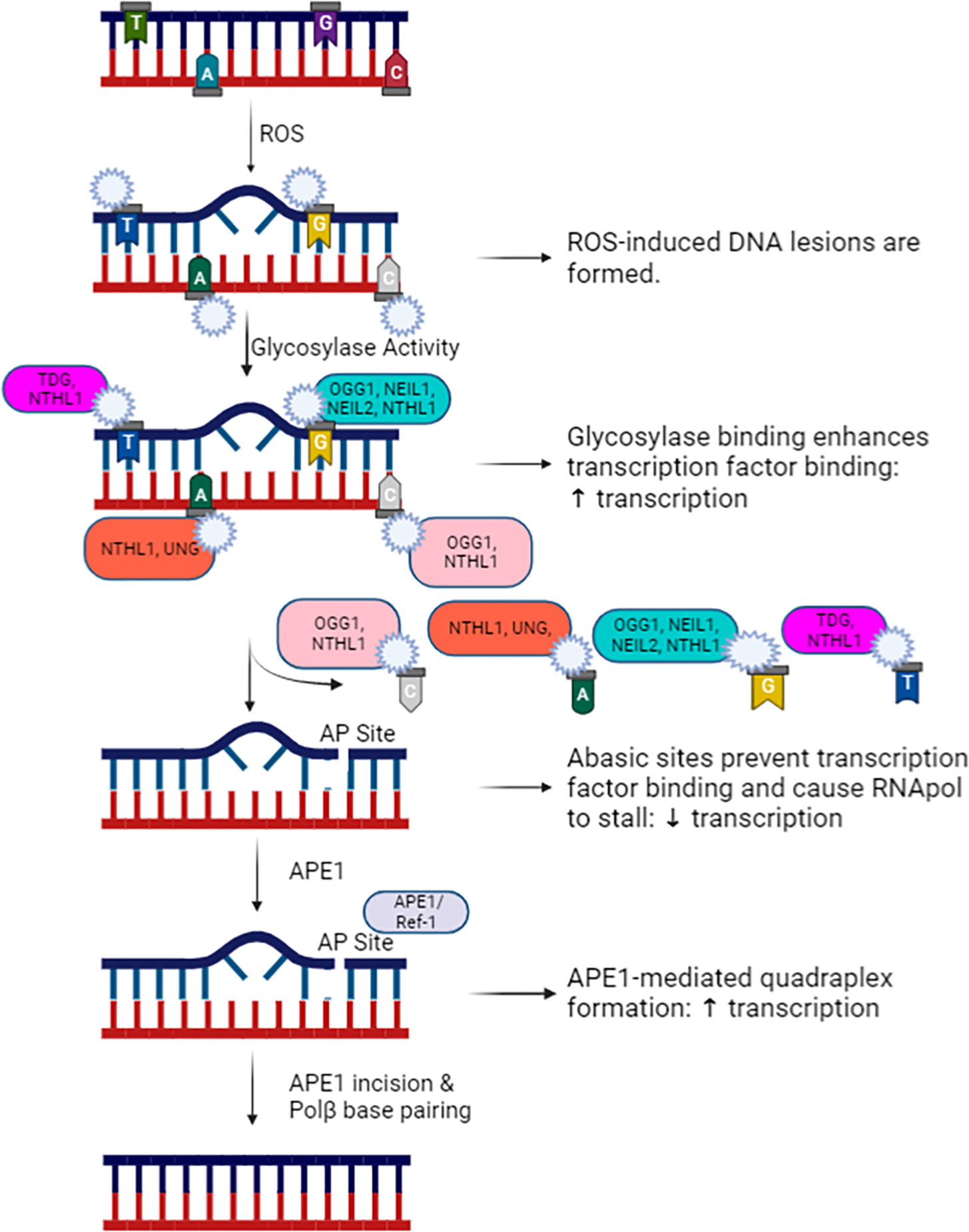 Figure 1: