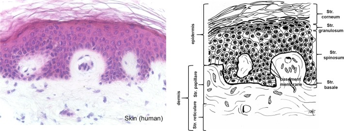 Fig. 1