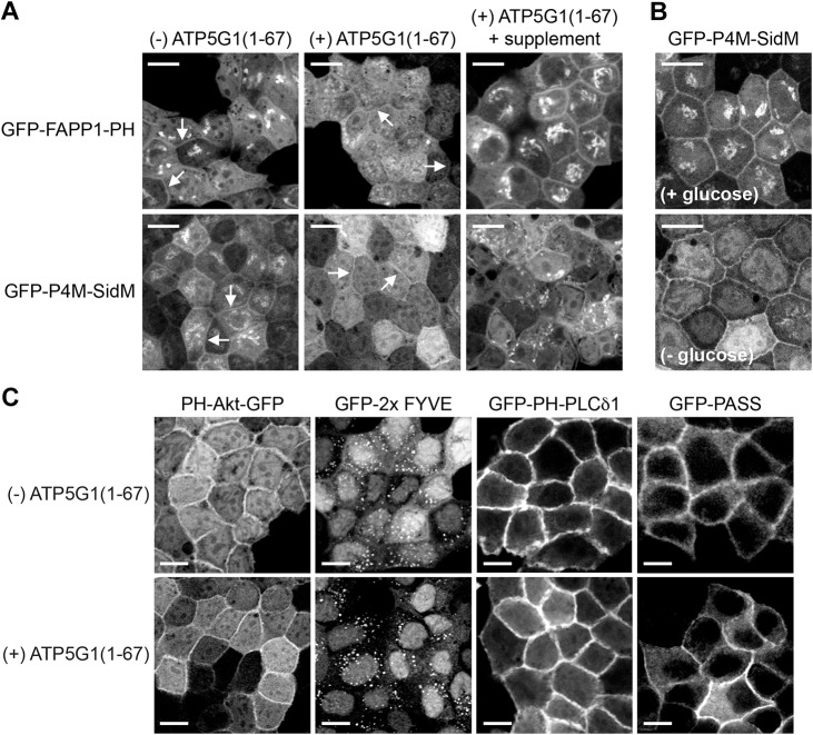 Fig. 6.