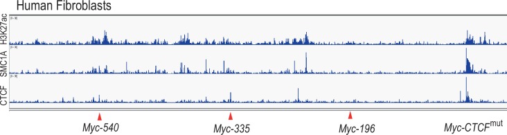 Figure 4—figure supplement 1.